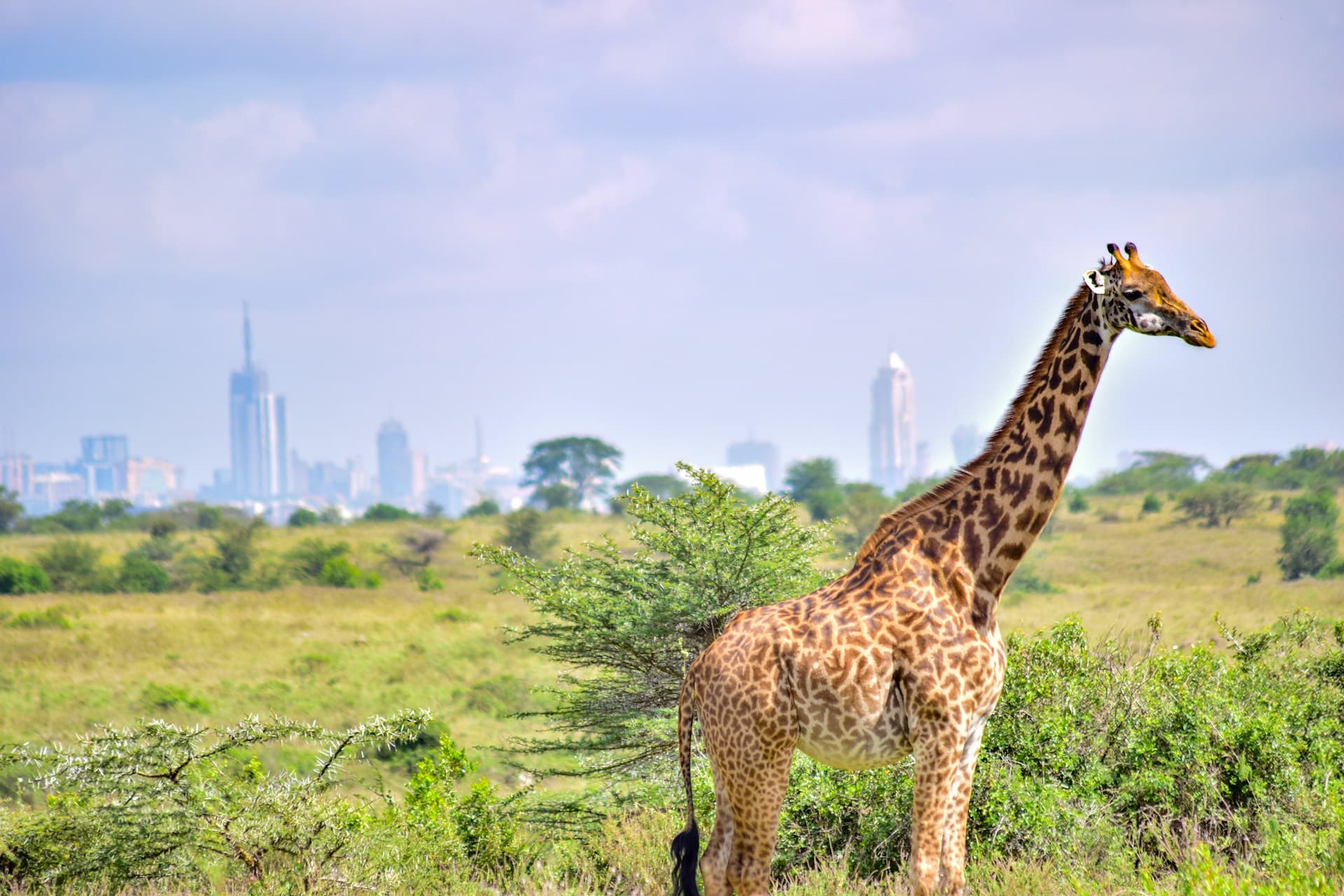Business class flights to Kenya
